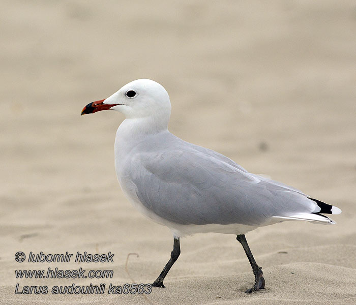 Audouin's Gull Larus audouinii