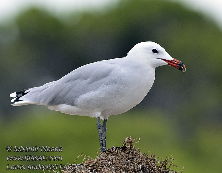 Racek zelenonohý Larus audouinii