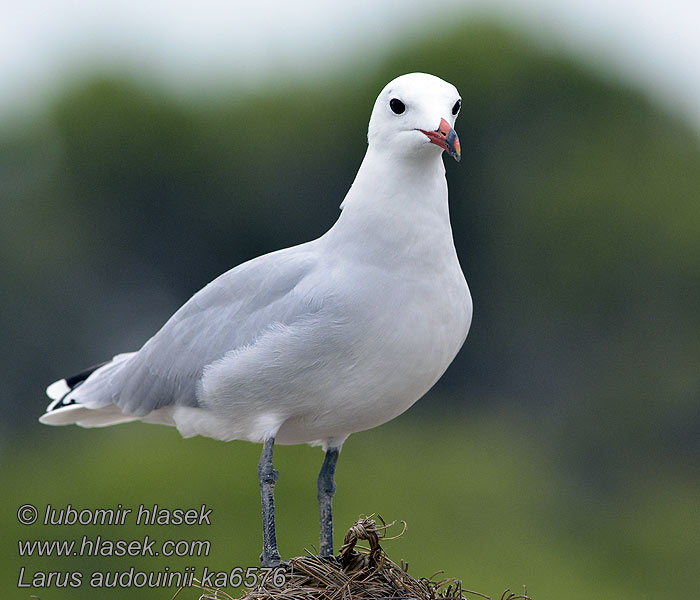 Korallenmöwe Larus audouinii