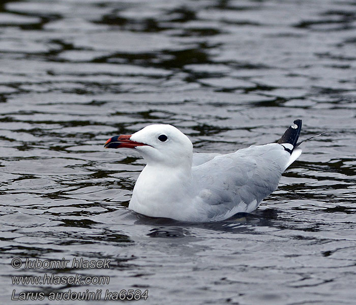 Gaviota Audouin