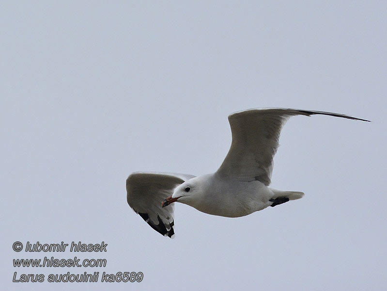 Gabbiano corso Larus audouinii