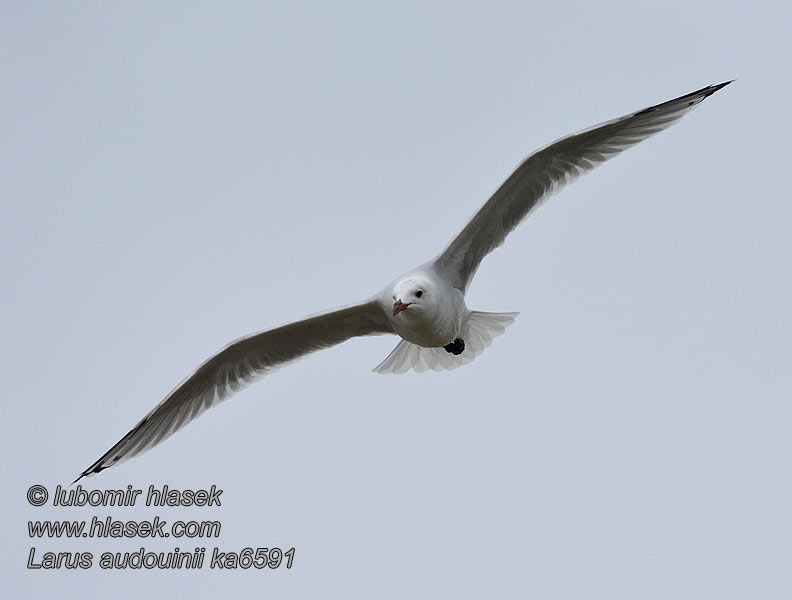 アカハシカモメ Larus audouinii