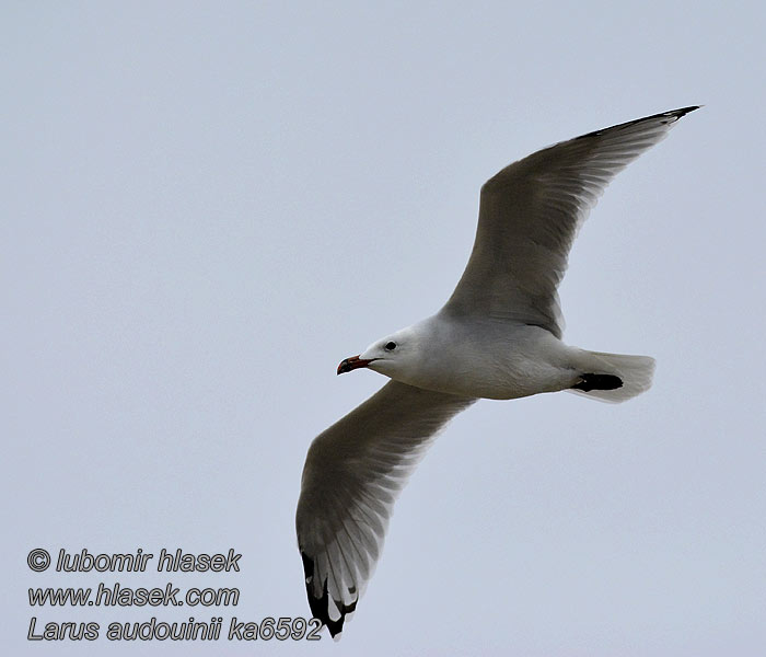 Audouins Meeuw Larus audouinii