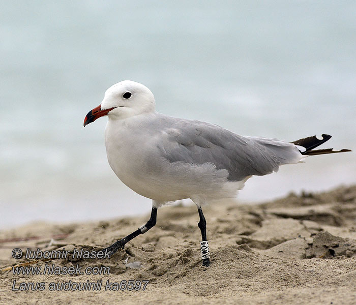 Mewa sródziemnomorska Larus audouinii