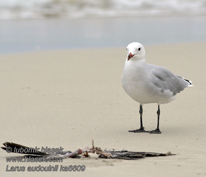 Чайка Одуэна Larus audouinii