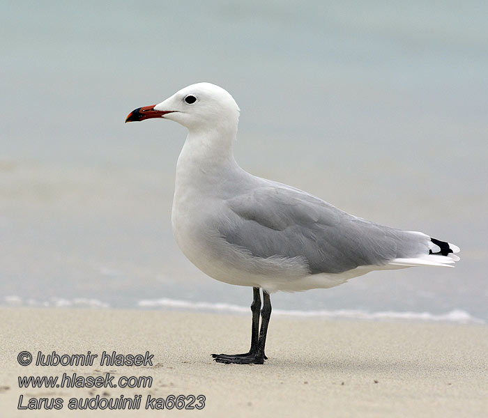 Audouinsmåge Larus audouinii