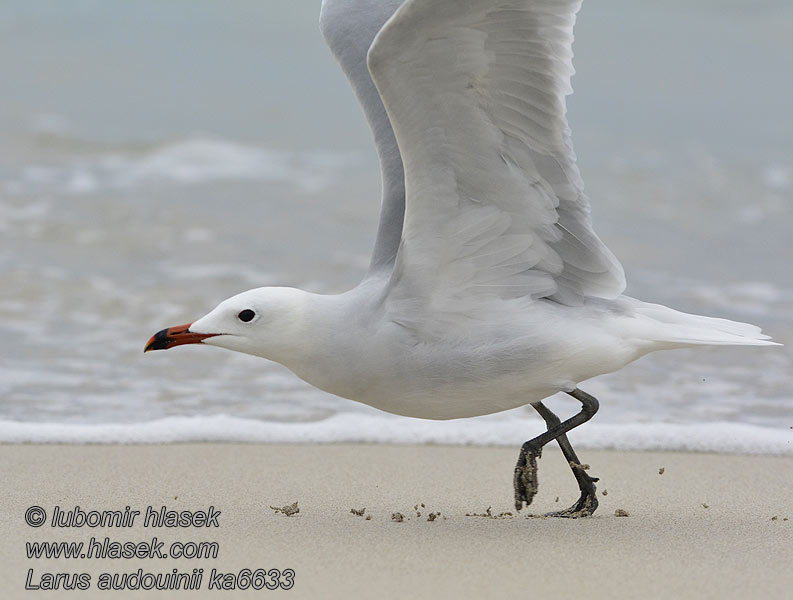 Goéland d'Audouin Larus audouinii