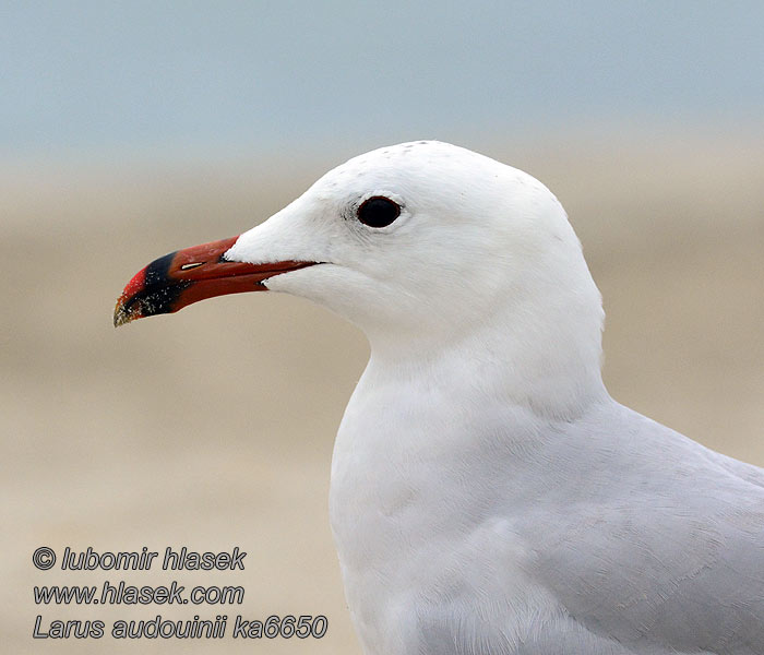 Gaivota Audouin Larus audouinii