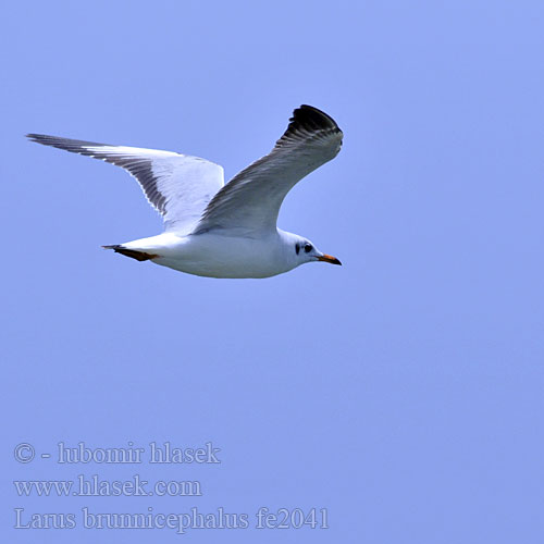 Larus brunnicephalus Chroicocephalus Brown-headed Gull Racek hnědohlavý Braunkopfmöwe Gaviota Centroasiática Mouette Tibet Gabbiano testabruna チャガシラカモメ Bruinkopmeeuw 棕头鸥 棕頭鷗 细嘴鸥 Mòng bể đầu nâu นกนางนวลธรรมดา Hint Martısı Mewa tybetanska Camar Topeng Coklat Camar Kepala-coklat