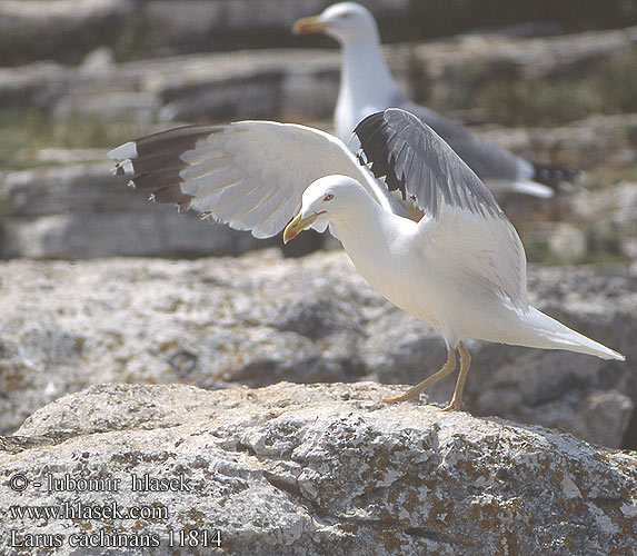 Larus cachinnans Yellow-legged Gull Weißkopfmöwe Goéland leucophée Gaviota Patiamarilla patigualda Racek bělohlavý Mewa białogłowa 黃腳銀鷗 Хохотунья キアシセグロカモメ النورس القوقازي Ασημόγλαρος Gaivota-de-patas-amarelas Мартин жовтоногий Gümüş martı שחף צהוב-רגל Rumenonogi galeb Жълтокрака чайка Middelhavssølvmåge Aroharmaalokki Pontische Meeuw Rumenonogi galeb klaukavac Gabbiano Caspio pontico Sárgalábú sirály Kaspimåke Pescăruş argintiu Čajka bielohlavá