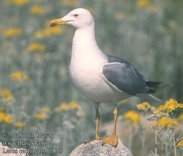 Gaviota Patiamarilla patigualda Racek bělohlavý Mewa białogłowa 黃腳銀鷗 Хохотунья キアシセグロカモメ النورس القوقازي Ασημόγλαρος Gaivota-de-patas-amarelas Мартин жовтоногий Gümüş martı שחף צהוב-רגל Rumenonogi galeb Жълтокрака чайка Middelhavssølvmåge Aroharmaalokki Pontische Meeuw Rumenonogi galeb klaukavac Gabbiano Caspio pontico Sárgalábú sirály Kaspimåke Pescăruş argintiu Čajka bielohlavá Larus cachinnans Yellow-legged Gull Weißkopfmöwe Goéland leucophée