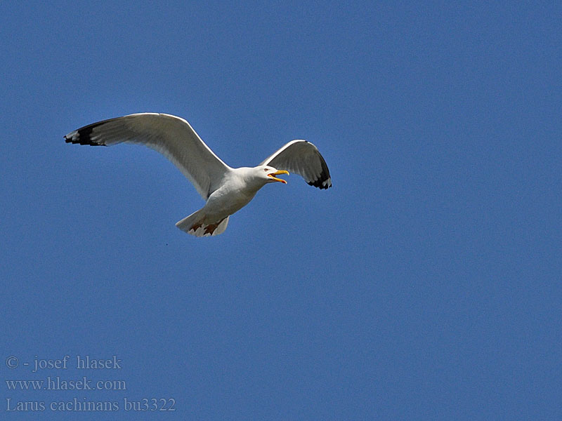 Larus cachinnans Weißkopfmöwe