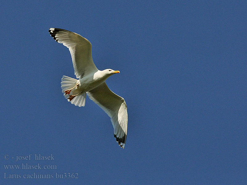 Larus cachinnans Goéland leucophée