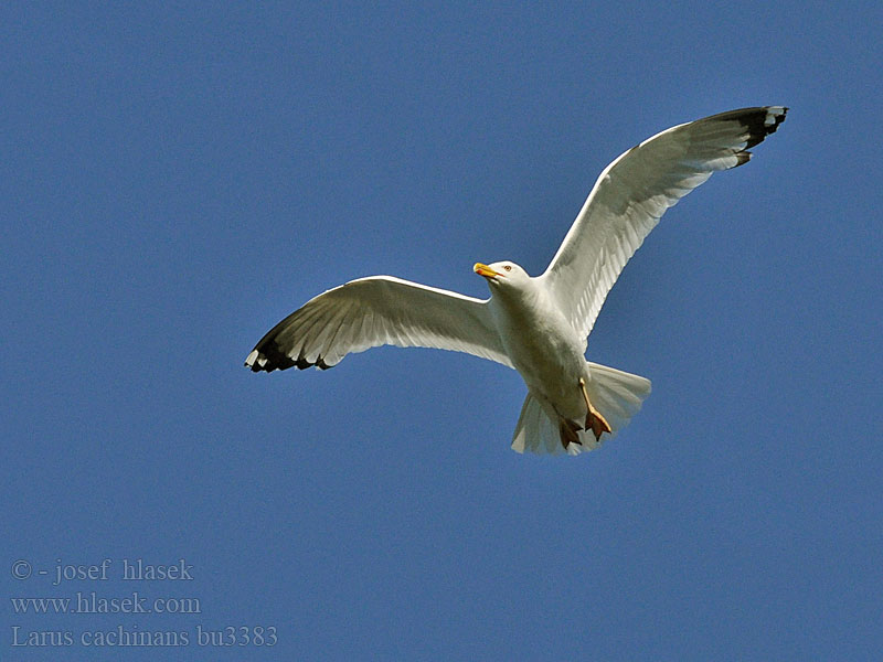 Larus cachinnans Gaviota Patiamarilla patigualda