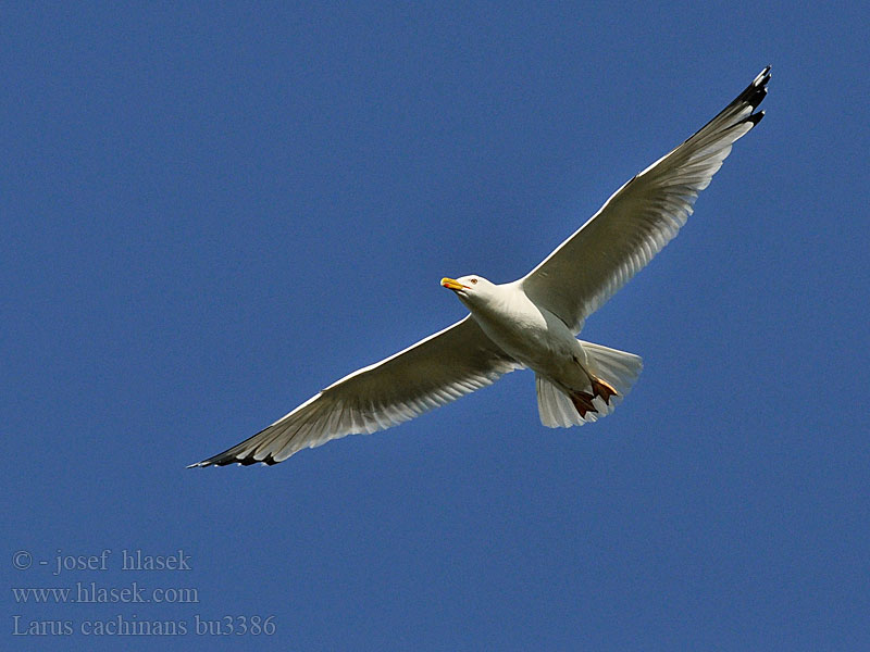 Larus cachinnans Racek bělohlavý