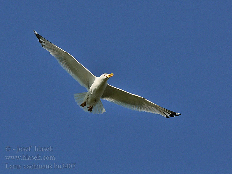 Larus cachinnans Mewa białogłowa