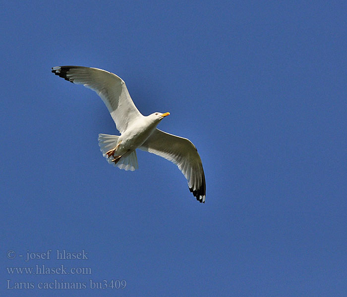 Larus cachinnans 黃腳銀鷗