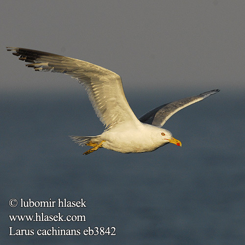 Larus cachinnans Yellow-legged Gull Weißkopfmöwe Goéland leucophée Gaviota Patiamarilla patigualda Racek bělohlavý Mewa białogłowa 黃腳銀鷗 Хохотунья キアシセグロカモメ النورس القوقازي Ασημόγλαρος Gaivota-de-patas-amarelas Мартин жовтоногий Gümüş martı שחף צהוב-רגל Rumenonogi galeb Жълтокрака чайка Middelhavssølvmåge Aroharmaalokki Pontische Meeuw Rumenonogi galeb klaukavac Gabbiano Caspio pontico Sárgalábú sirály Kaspimåke Pescăruş argintiu Čajka bielohlavá