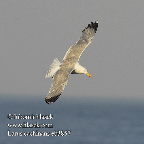 Larus cachinnans Gaviota Patiamarilla patigualda Racek bělohlavý Mewa białogłowa 黃腳銀鷗 Хохотунья キアシセグロカモメ النورس القوقازي Ασημόγλαρος Gaivota-de-patas-amarelas Мартин жовтоногий Gümüş martı שחף צהוב-רגל Rumenonogi galeb Жълтокрака чайка Middelhavssølvmåge Aroharmaalokki Pontische Meeuw Rumenonogi galeb klaukavac Gabbiano Caspio pontico Sárgalábú sirály Kaspimåke Pescăruş argintiu Čajka bielohlavá Yellow-legged Gull Weißkopfmöwe Goéland leucophée