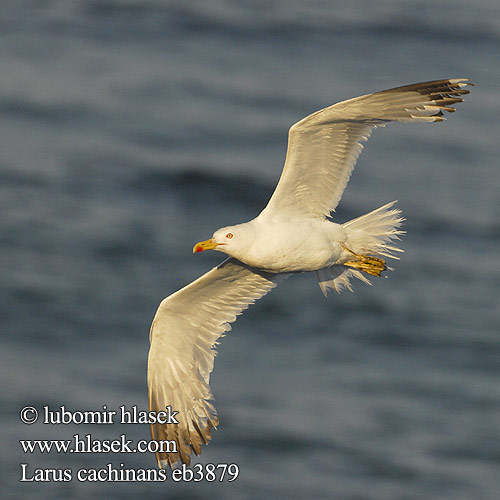 Larus cachinnans Racek bělohlavý Mewa białogłowa 黃腳銀鷗 Хохотунья キアシセグロカモメ النورس القوقازي Ασημόγλαρος Gaivota-de-patas-amarelas Мартин жовтоногий Gümüş martı שחף צהוב-רגל Rumenonogi galeb Жълтокрака чайка Middelhavssølvmåge Aroharmaalokki Pontische Meeuw Rumenonogi galeb klaukavac Gabbiano Caspio pontico Sárgalábú sirály Kaspimåke Pescăruş argintiu Čajka bielohlavá Yellow-legged Gull Weißkopfmöwe Goéland leucophée Gaviota Patiamarilla patigualda