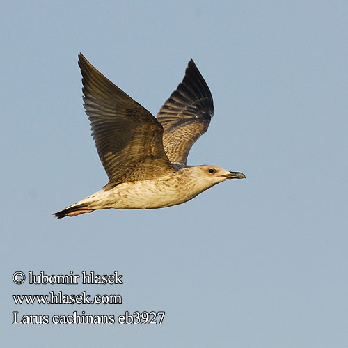 Larus cachinnans キアシセグロカモメ النورس القوقازي Ασημόγλαρος Gaivota-de-patas-amarelas Мартин жовтоногий Gümüş martı שחף צהוב-רגל Rumenonogi galeb Жълтокрака чайка Middelhavssølvmåge Aroharmaalokki Pontische Meeuw Rumenonogi galeb klaukavac Gabbiano Caspio pontico Sárgalábú sirály Kaspimåke Pescăruş argintiu Čajka bielohlavá Yellow-legged Gull Weißkopfmöwe Goéland leucophée Gaviota Patiamarilla patigualda Racek bělohlavý Mewa białogłowa 黃腳銀鷗 Хохотунья