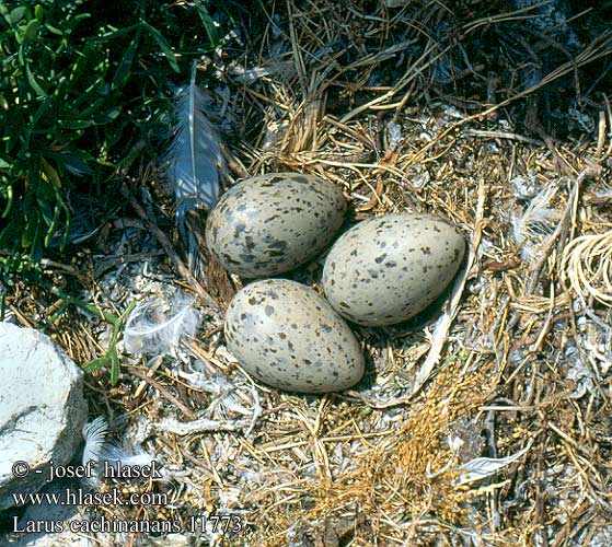 Sárgalábú sirály Kaspimåke Pescăruş argintiu Čajka bielohlavá Larus cachinnans Yellow-legged Gull Weißkopfmöwe Goéland leucophée Gaviota Patiamarilla patigualda Racek bělohlavý Mewa białogłowa 黃腳銀鷗 Хохотунья キアシセグロカモメ النورس القوقازي Ασημόγλαρος Gaivota-de-patas-amarelas Мартин жовтоногий Gümüş martı שחף צהוב-רגל Rumenonogi galeb Жълтокрака чайка Middelhavssølvmåge Aroharmaalokki Pontische Meeuw Rumenonogi galeb klaukavac Gabbiano Caspio pontico