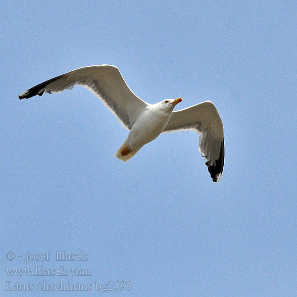 Pontische Meeuw Rumenonogi galeb klaukavac Gabbiano Caspio pontico Sárgalábú sirály Kaspimåke Pescăruş argintiu Čajka bielohlavá Yellow-legged Gull Weißkopfmöwe Goéland leucophée Gaviota Patiamarilla patigualda Racek bělohlavý Mewa białogłowa 黃腳銀鷗 Хохотунья キアシセグロカモメ النورس القوقازي Ασημόγλαρος Gaivota-de-patas-amarelas Мартин жовтоногий Gümüş martı שחף צהוב-רגל Rumenonogi galeb Жълтокрака чайка Larus cachinnans Middelhavssølvmåge Aroharmaalokki