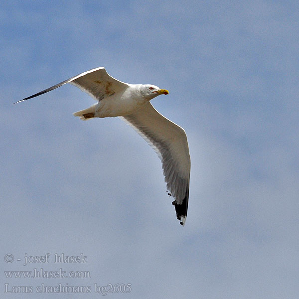 Gabbiano Caspio pontico Sárgalábú sirály Kaspimåke Pescăruş argintiu Čajka bielohlavá Yellow-legged Gull Weißkopfmöwe Goéland leucophée Gaviota Patiamarilla patigualda Racek bělohlavý Mewa białogłowa 黃腳銀鷗 Хохотунья キアシセグロカモメ النورس القوقازي Ασημόγλαρος Gaivota-de-patas-amarelas Мартин жовтоногий Gümüş martı שחף צהוב-רגל Rumenonogi galeb Жълтокрака чайка Larus cachinnans Middelhavssølvmåge Aroharmaalokki Pontische Meeuw Rumenonogi galeb klaukavac