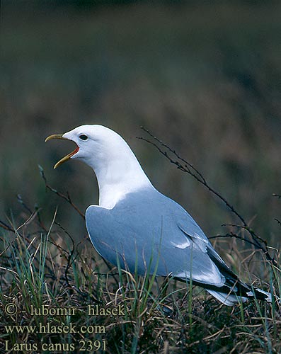 Larus canus 2391