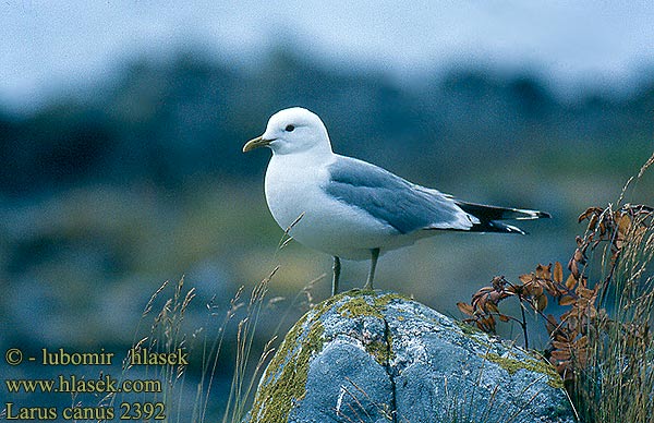 Larus canus 2392