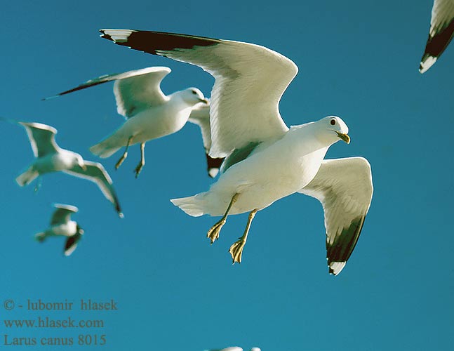 Larus canus 8015