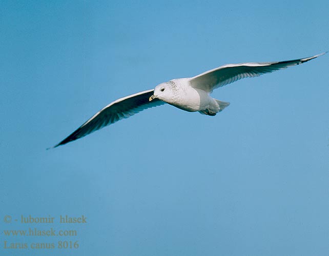 Dalgıç שחף אפרורי Larus canus Common Gull Sturmmöwe Goéland cendré Gaviota Cana Racek bouřní Stormmåge Stormmeeuw Kalalokki Gavina Fiskemåke Fiskmås Сизая чайка Mewa pospolita viharsirály Čajka sivá Kajaks 海鷗 カモメ النورس الشائع 갈매기 Θυελλόγλαρος Gaivota-parda Сизий мартин