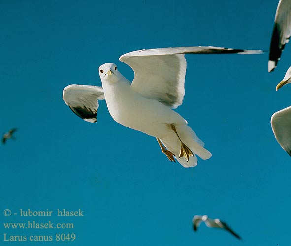 Larus canus 8049