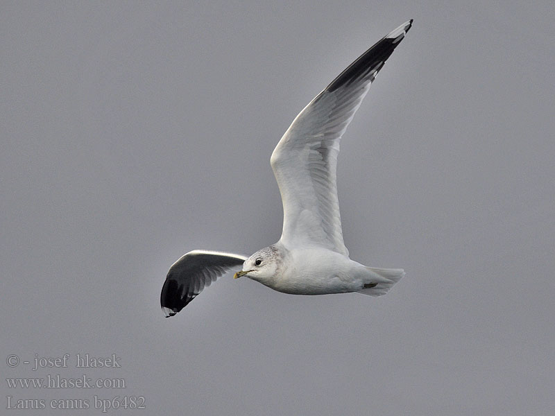 Larus canus Сизий мартин Dalgıç Common Gull