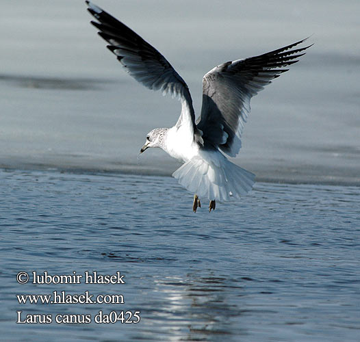 Larus canus da0425