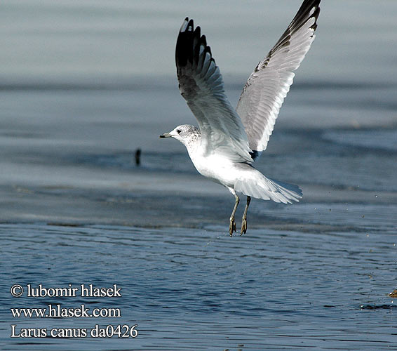 Larus canus da0426