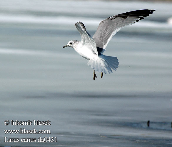 Larus canus da0431