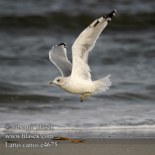 Larus canus e4675