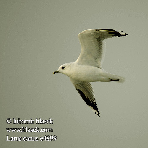 Larus canus e4899