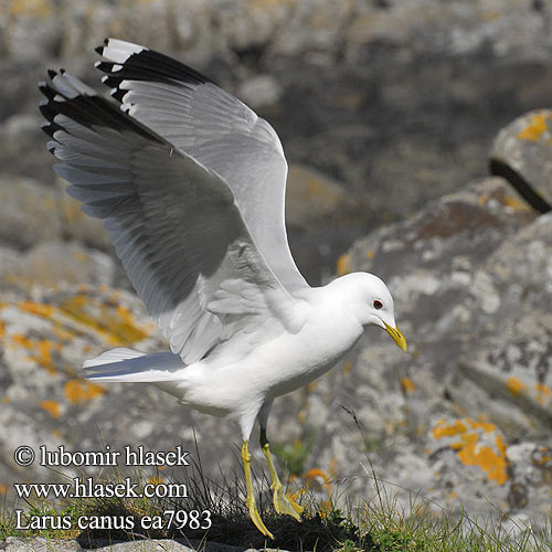 Larus canus Common Gull Sturmmöwe Goéland cendré Gaviota Cana racek bouřní Stormmåge Stormmeeuw Kalalokki Gavina Fiskemåke Fiskmås Сизая чайка Mewa pospolita viharsirály čajka sivá Kajaks 海鷗 Сизая чайка カモメ النورس الشائع 갈매기 Θυελλόγλαρος Gaivota-parda Сизий мартин Dalgıç שחף אפרורי