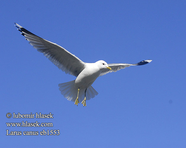 Larus canus eb1553