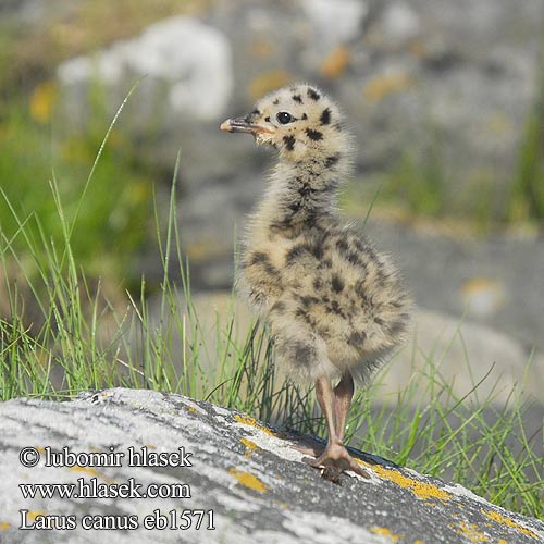 Larus canus Fiskemåke Fiskmås Сизая чайка Mewa pospolita viharsirály čajka sivá Kajaks 海鷗 Сизая чайка カモメ النورس الشائع 갈매기 Θυελλόγλαρος Gaivota-parda Сизий мартин Dalgıç שחף אפרורי