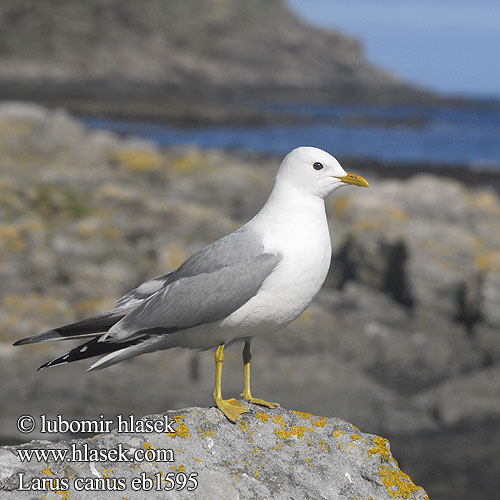 Larus canus Сизая чайка Mewa pospolita viharsirály čajka sivá Kajaks 海鷗 カモメ النورس الشائع 갈매기 Θυελλόγλαρος Gaivota-parda Сизий мартин Dalgıç שחף אפרורי Common Gull Sturmmöwe Goéland cendré Gaviota Cana racek bouřní Stormmåge Stormmeeuw Kalalokki Gavina Fiskemåke Fiskmås