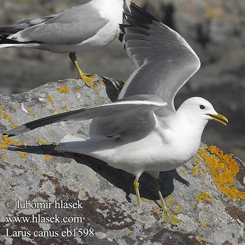 Larus canus čajka sivá Kajaks 海鷗 カモメ النورس الشائع 갈매기 Θυελλόγλαρος Gaivota-parda Сизий мартин Dalgıç שחף אפרורי Common Gull Sturmmöwe Goéland cendré Gaviota Cana racek bouřní Stormmåge Stormmeeuw Kalalokki Gavina Fiskemåke Fiskmås