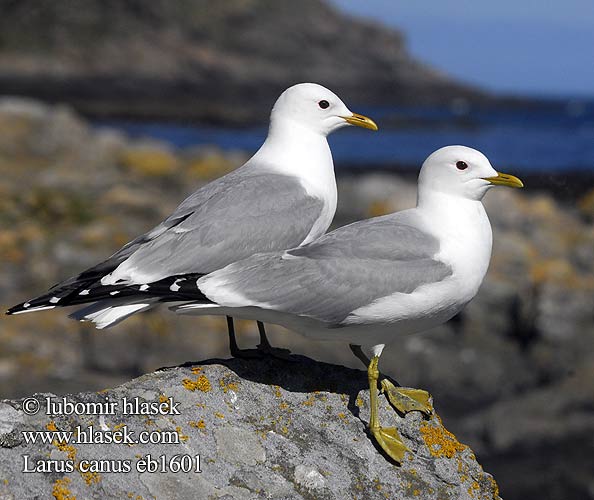 Larus canus 海鷗 カモメ النورس الشائع 갈매기 Θυελλόγλαρος Gaivota-parda Сизий мартин Dalgıç שחף אפרורי Common Gull Sturmmöwe Goéland cendré Gaviota Cana racek bouřní Stormmåge Stormmeeuw Kalalokki Gavina Fiskemåke Fiskmås Сизая чайка Mewa pospolita viharsirály čajka sivá Kajaks