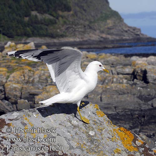 Larus canus Θυελλόγλαρος Gaivota-parda Сизий мартин Dalgıç שחף אפרורי Common Gull Sturmmöwe Goéland cendré Gaviota Cana racek bouřní Stormmåge Stormmeeuw Kalalokki Gavina Fiskemåke Fiskmås Сизая чайка Mewa pospolita viharsirály čajka sivá Kajaks