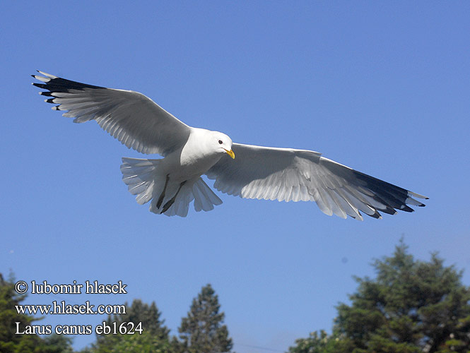 Larus canus Сизий мартин Dalgıç שחף אפרורי Common Gull Sturmmöwe Goéland cendré Gaviota Cana racek bouřní Stormmåge Stormmeeuw Kalalokki Gavina Fiskemåke Fiskmås Сизая чайка Mewa pospolita viharsirály čajka sivá Kajaks