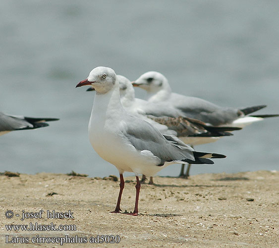 Larus cirrocephalus Greyheaded Gull Gråhovedet Måge Harmaalokki harmaapäälokki Mouette à tête grise Grijskopmeeuw Gabbiano Testagrigia Szürkefejű sirály Graukopfmowe Mewa szarogłowa Racek šedohlavý Gaviota de Cabeza Gris Gråhuvad mås Grijskopmeeuw Gryskopmeeu שחף אפור-ראש