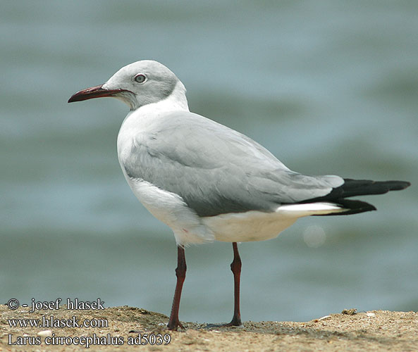 Larus cirrocephalus ad5039