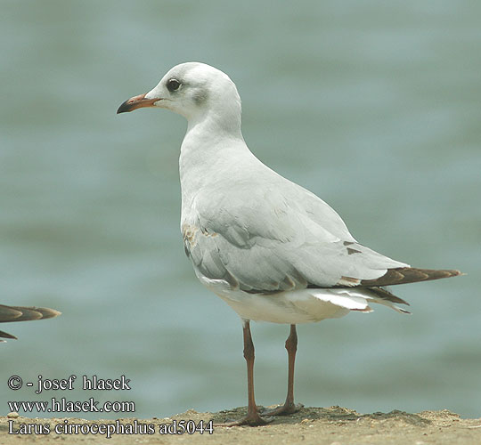 Larus cirrocephalus ad5044